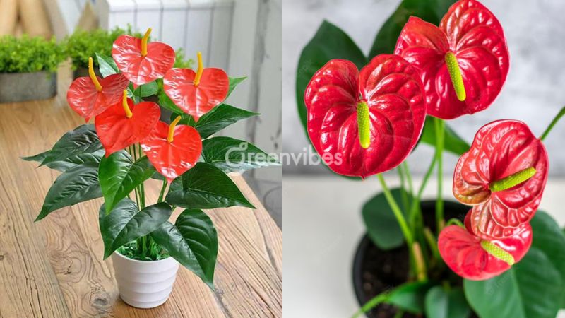 1994-hop-cay-gi-de-ban-lam-viec-6 Cây hồng môn sở hữu vẻ đẹp bắt mắt