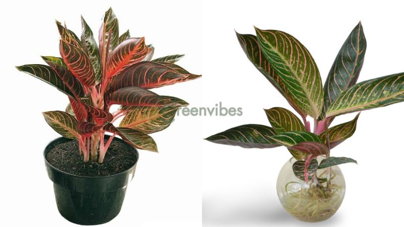 1994-hop-cay-gi-de-ban-lam-viec-7 Cây bao thanh thiên