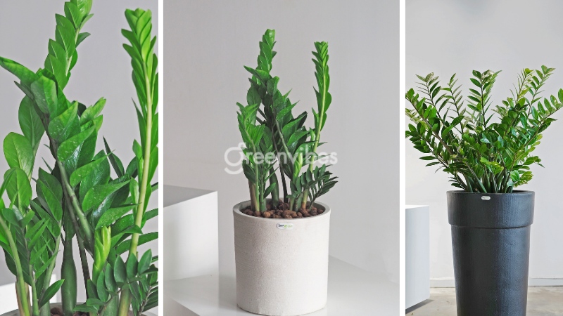 Kim tiền là cây cảnh để bàn làm việc thích hợp với người sinh năm 1996