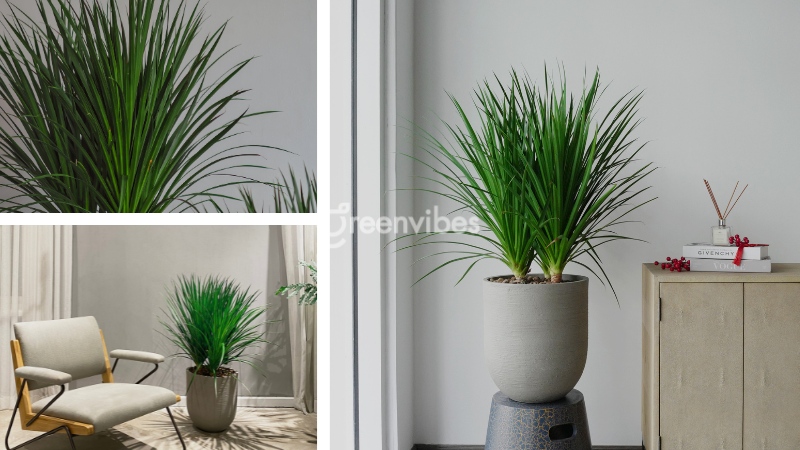 Cây phát tài núi mang đến cho chủ nhân Bính Tý sự nghiệp vững vàng, thuận lợi