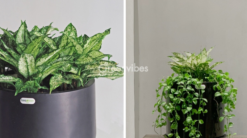 Cây ngọc ngân mang nét đẹp thanh tao, nhã nhặn