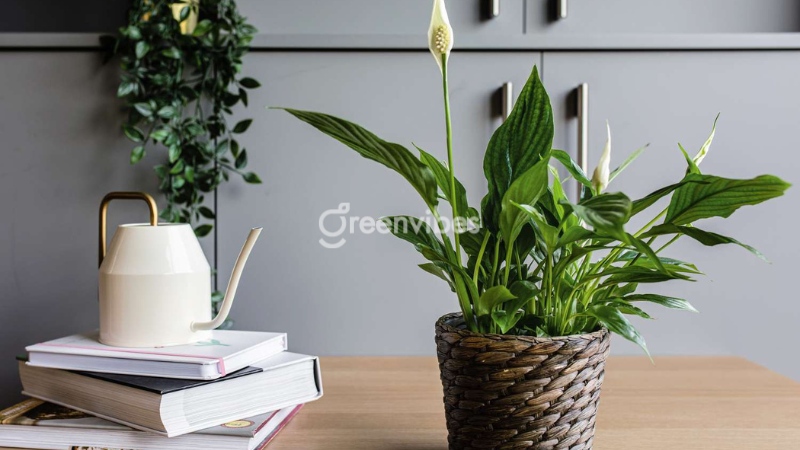 1996 hợp cây gì để bàn làm việc - Lan ý sẽ là một “ứng cử viên” sáng giá!