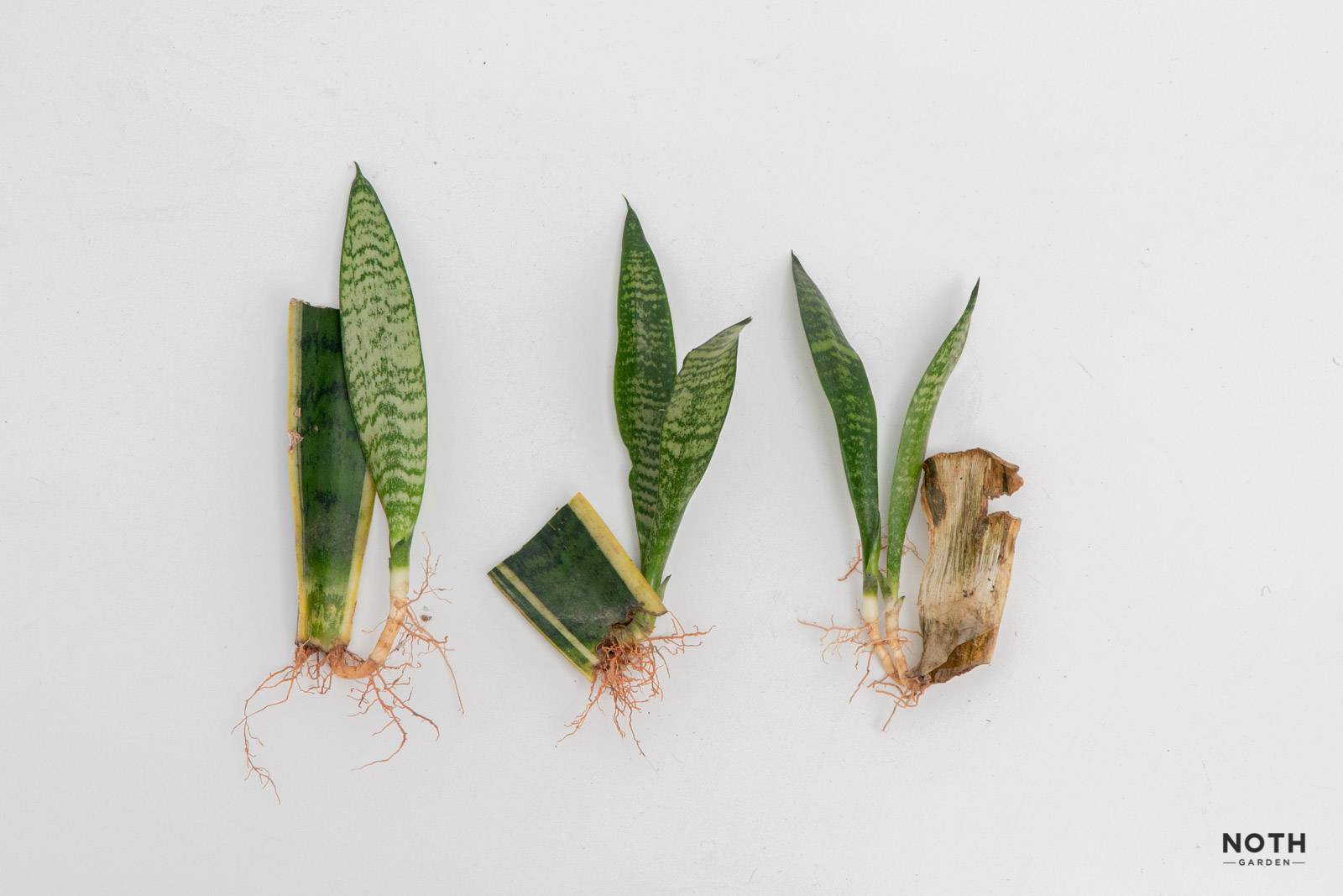 3 cách nhân giống Lưỡi hổ (Sansevieria)