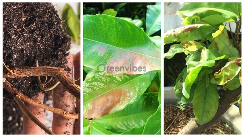 5 Cách nhận biết cây mai bị úng nước siêu nhanh và đơn giản