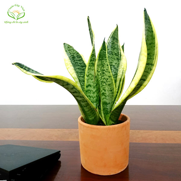 5-loai-cay-trong-ban-cong-giup-chieu-tai-vuong-van-2 5-loai-cay-trong-ban-cong-giup-chieu-tai-vuong-van-2.jpg