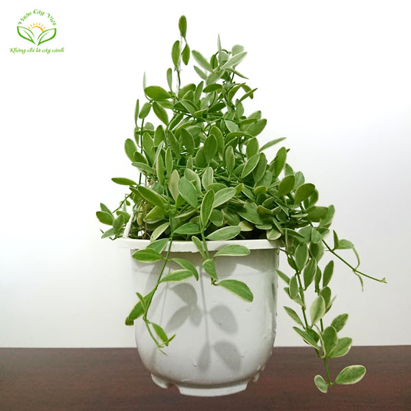 5-loai-cay-trong-ban-cong-giup-chieu-tai-vuong-van-3 5-loai-cay-trong-ban-cong-giup-chieu-tai-vuong-van-3.jpg