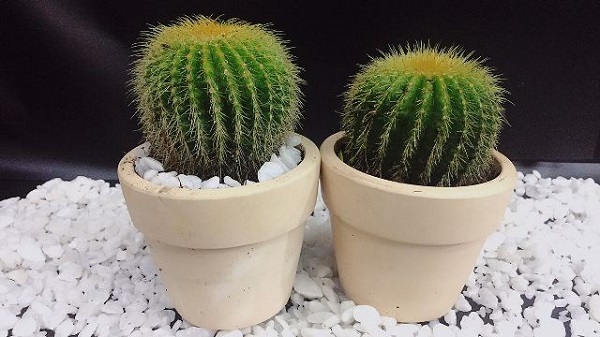 5-loai-cay-trong-ban-cong-giup-chieu-tai-vuong-van 5-loai-cay-trong-ban-cong-giup-chieu-tai-vuong-van.jpg