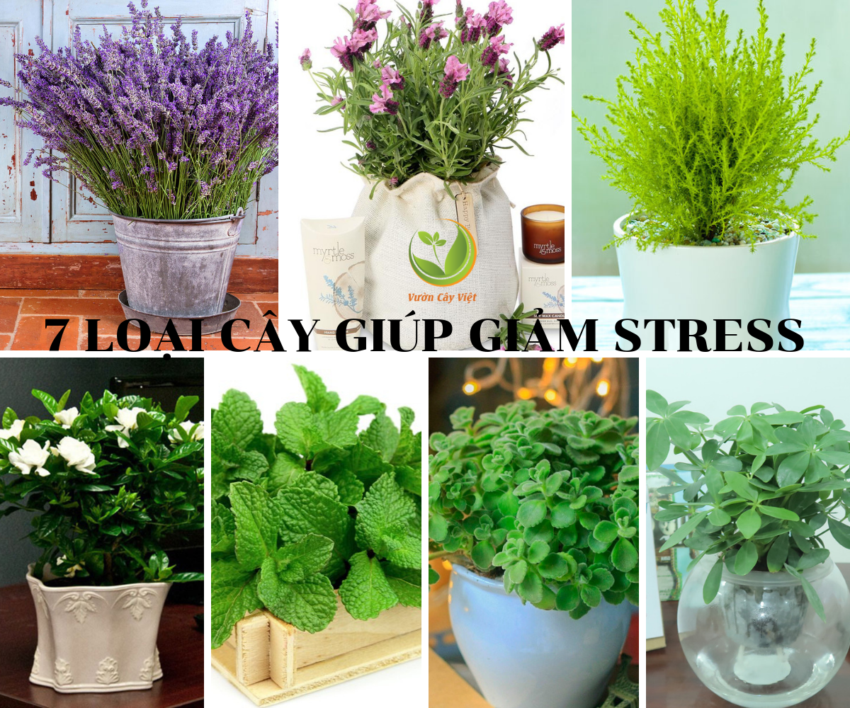7 loại cây giúp giảm stress, xua tan mệt mỏi nhờ hương thơm dịu nhẹ 7-loai-cay-giup-giam-stress-xua-tan-met-moi-nho-huong-thom-diu-nhe.png
