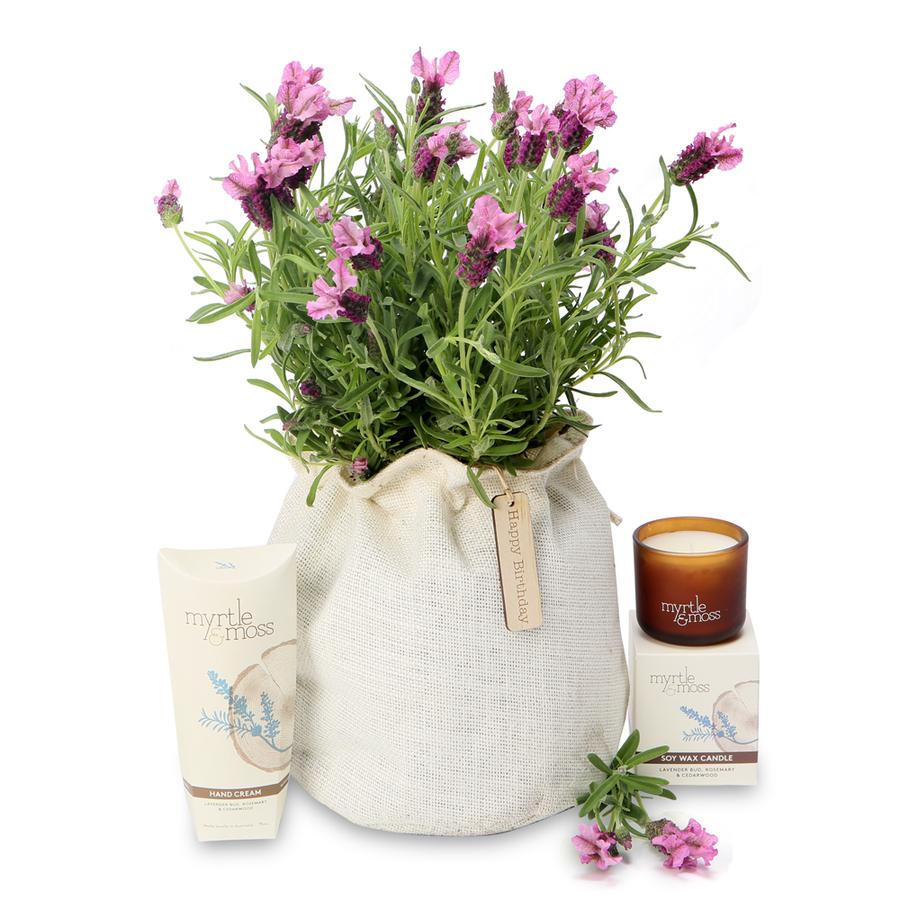 7 loại cây giúp giảm stress, xua tan mệt mỏi nhờ hương thơm dịu nhẹ 7-loai-cay-giup-giam-stress-xua-tan-met-moi-nho-huong-thom-diu-nhe-2.jpg