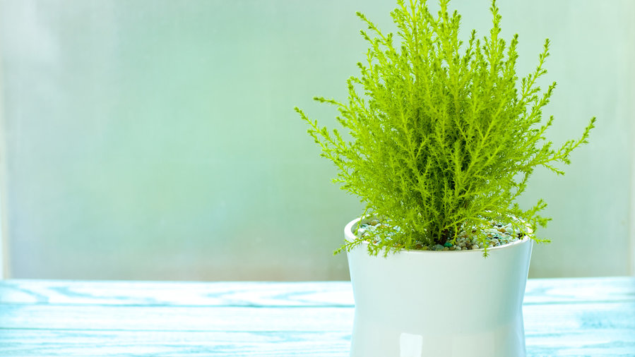 7 loại cây giúp giảm stress, xua tan mệt mỏi nhờ hương thơm dịu nhẹ 7-loai-cay-giup-giam-stress-xua-tan-met-moi-nho-huong-thom-diu-nhe-3.jpg