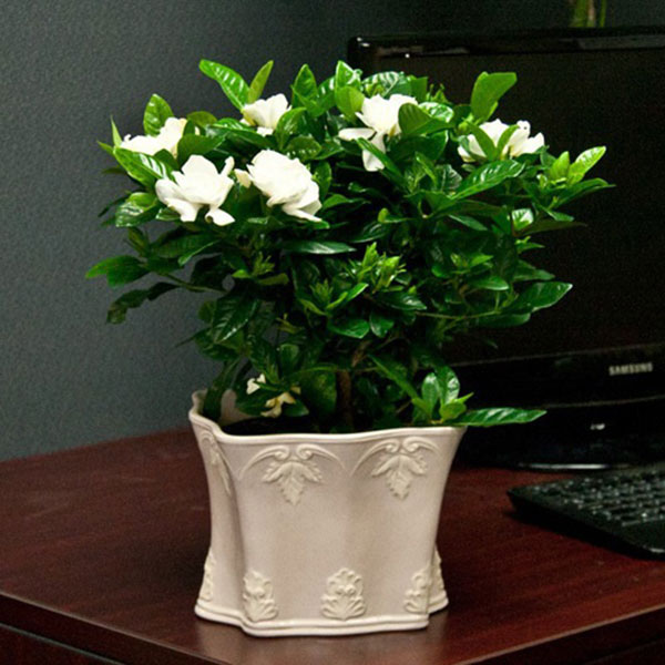 7 loại cây giúp giảm stress, xua tan mệt mỏi nhờ hương thơm dịu nhẹ 7-loai-cay-giup-giam-stress-xua-tan-met-moi-nho-huong-thom-diu-nhe-4.jpg