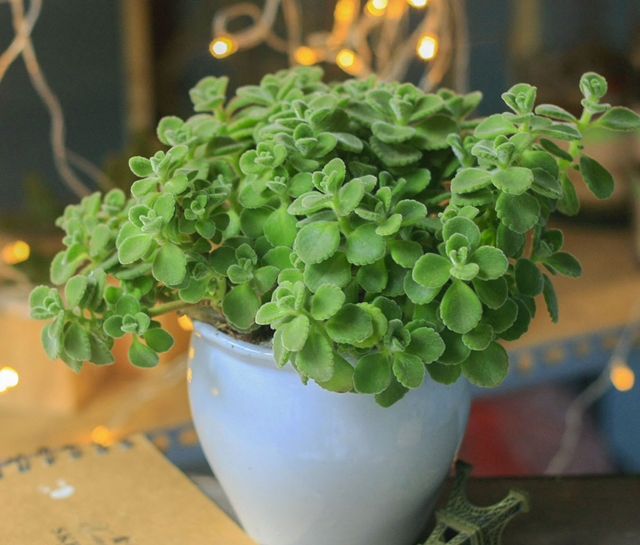 7 loại cây giúp giảm stress, xua tan mệt mỏi nhờ hương thơm dịu nhẹ 7-loai-cay-giup-giam-stress-xua-tan-met-moi-nho-huong-thom-diu-nhe-6.jpg