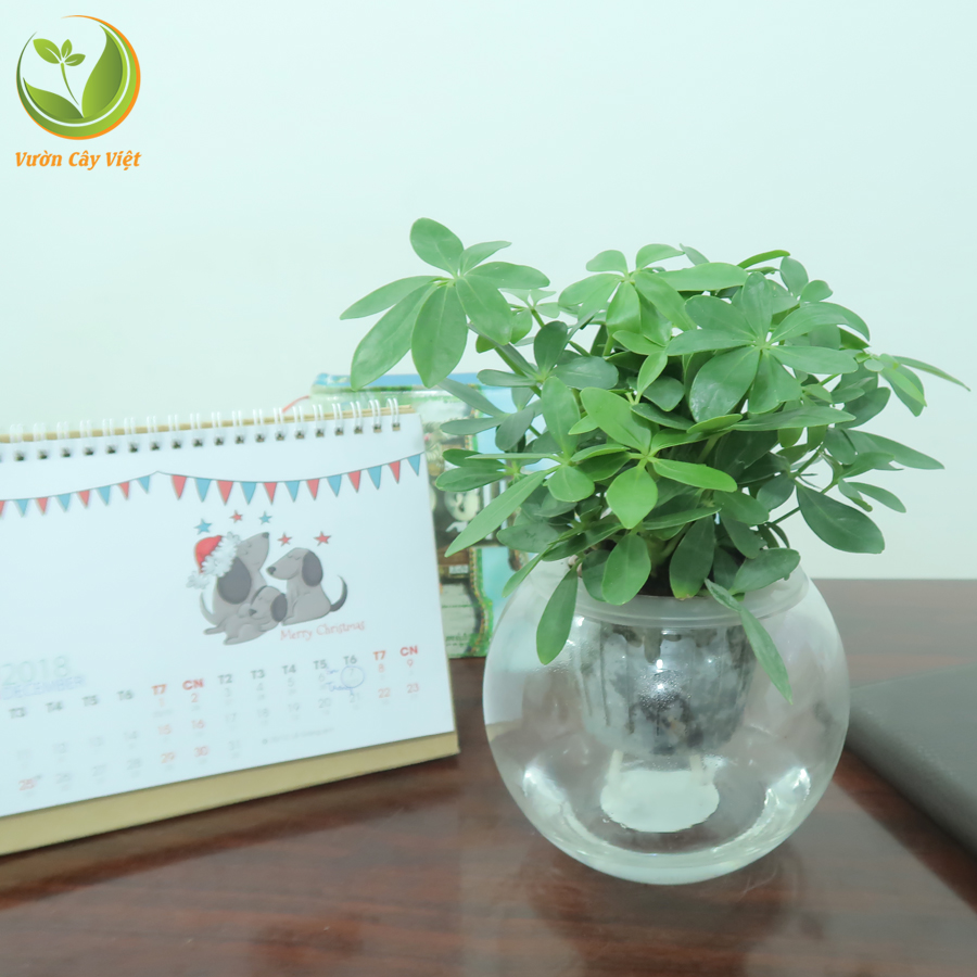 7 loại cây giúp giảm stress, xua tan mệt mỏi nhờ hương thơm dịu nhẹ 7-loai-cay-giup-giam-stress-xua-tan-met-moi-nho-huong-thom-diu-nhe-7.jpg