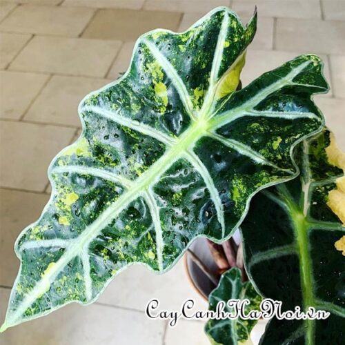 Alocasia Amazonica Variegata