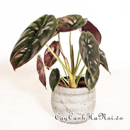 Alocasia cuprea red secret