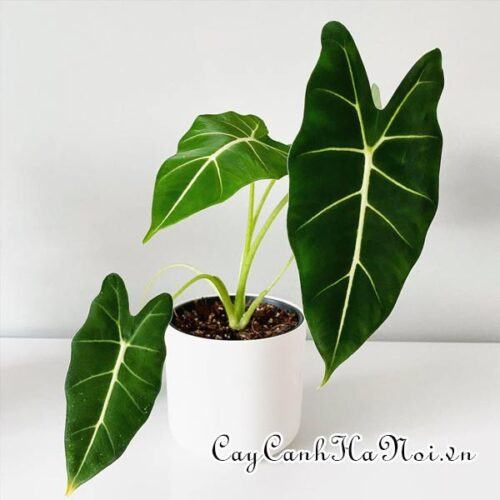 Alocasia Frydek