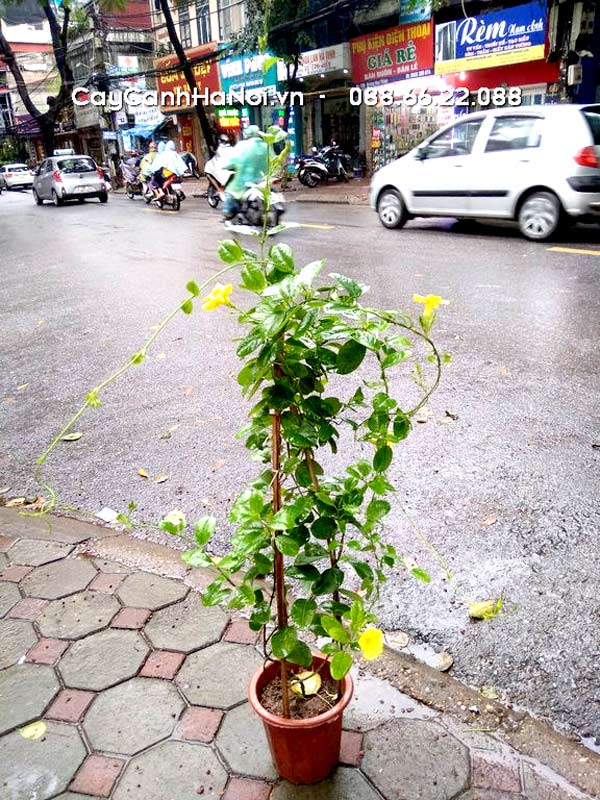 Cây quỳnh anh leo giàn