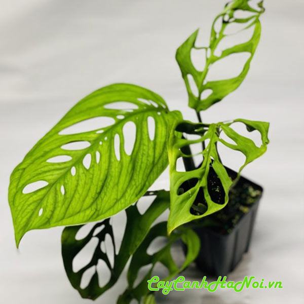 Bán cây trầu bà Cây trầu bà Monstera Epipremnoides