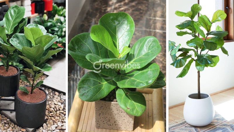 Cây bàng Singapore hợp ban công hướng Nam