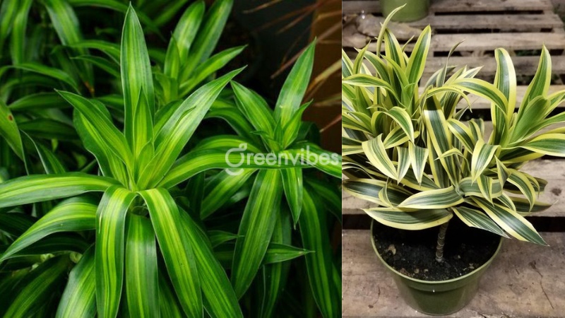 Ban công hướng Nam nên trồng cây gì? Trúc bách hợp