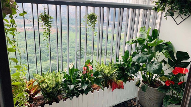 Ban công thích hợp với những loại cây có kích thước nhỏ hoặc vừa