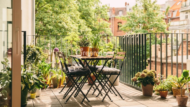 Ban công hướng Nam nên trồng cây gì đẹp, dễ hút tài lộc?