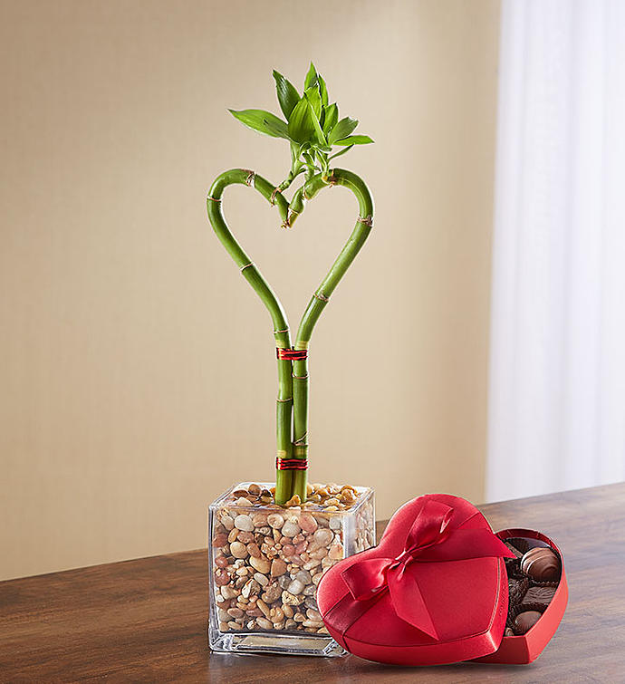 Bạn đã biết các loài cây cảnh chịu bóng râm? ban-da-biet-cac-loai-cay-canh-chiu-bong-ram-10.jpg