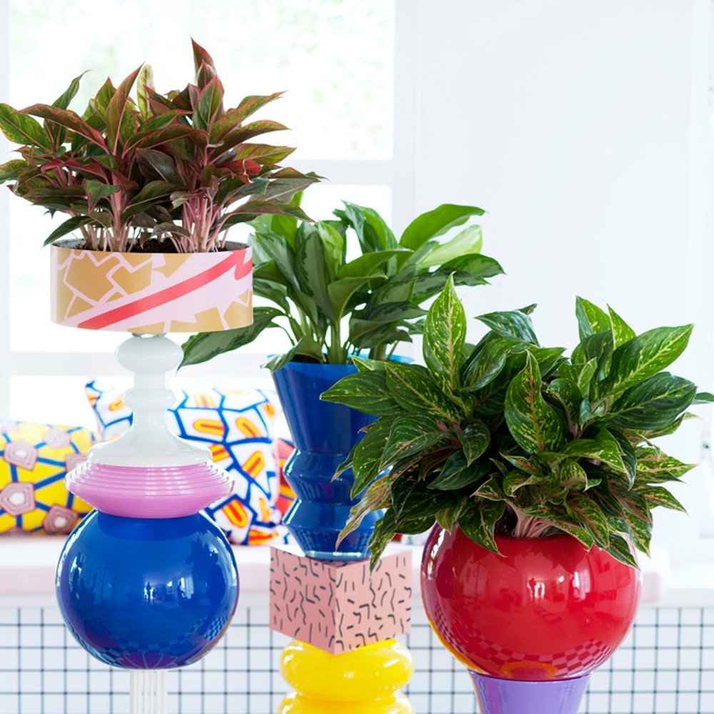 Bạn đã biết các loài cây cảnh chịu bóng râm? ban-da-biet-cac-loai-cay-canh-chiu-bong-ram-2.jpg