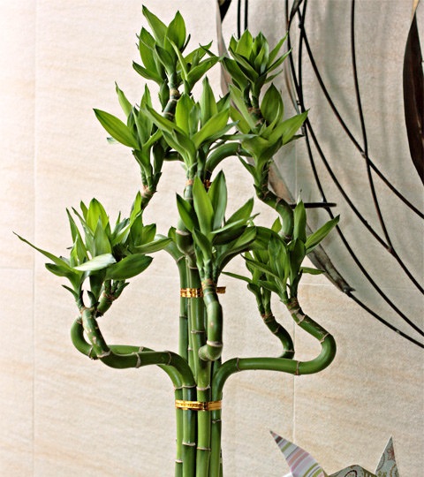 Bạn đã biết các loài cây cảnh chịu bóng râm? ban-da-biet-cac-loai-cay-canh-chiu-bong-ram-9.jpg