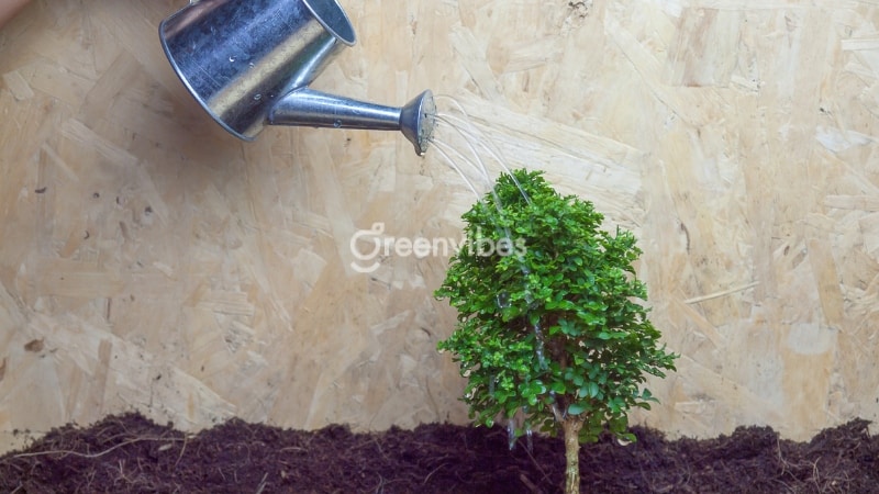 Bán đất trồng cây cảnh