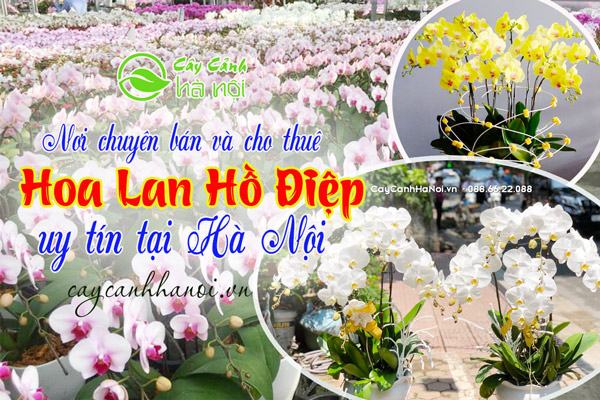 Nơi bán và cho thuê Hoa Lan Hồ Điệp