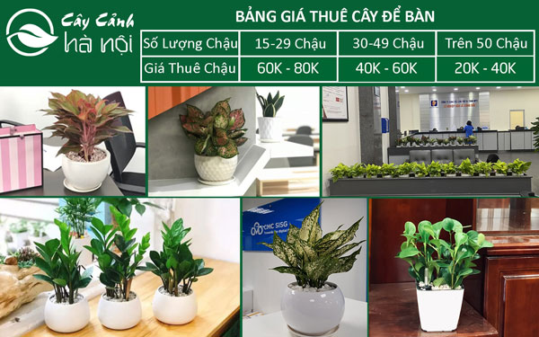 bảng giá cho thuê cây cảnh để bàn