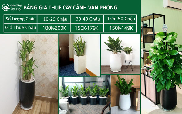 bảng giá cho thuê cây cảnh