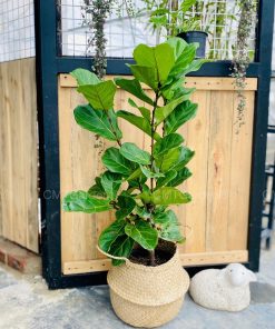 bang-gio-coi-247x296-1 Cây Bàng Singapore Giỏ Cói