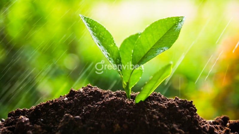 Bật mí những loại đất trồng cây cảnh tốt nhất hiện nay