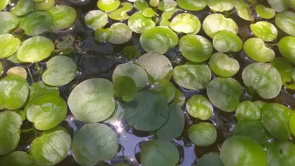 bc3a8o-nhe1baadt Bèo Nhật