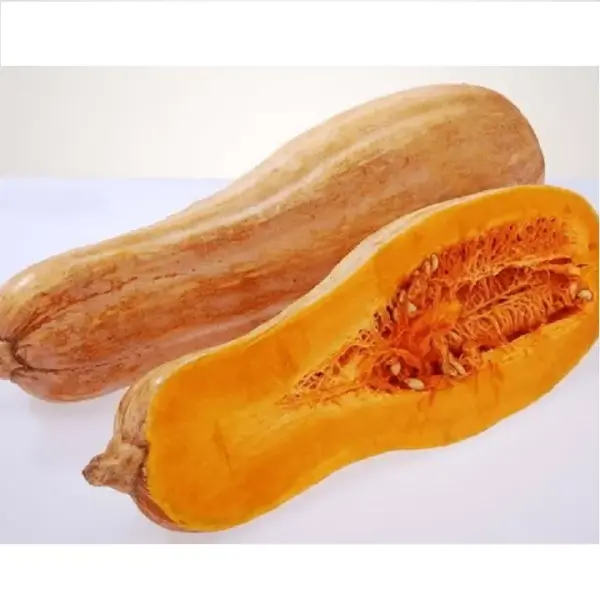 Bí đỏ dài (bí đỏ mật)