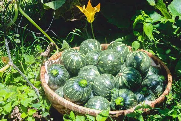 Bí đỏ siêu ngọn 