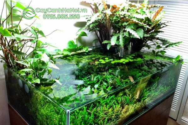 Bể terrarium nuôi cá đẹp