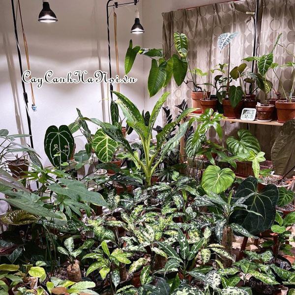 Bệnh trên cây Alocasia cách nhận biết và điều trị