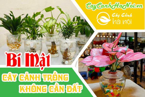 Bí mật về cây cảnh trồng không cần đất