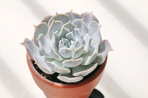 bi-quyet-cham-soc-cay-canh-sau-tet-cho-cay-tuoi-tot-khoe-manh-1-1 Bi-quyet-cham-soc-cay-canh-sau-tet-cho-cay-tuoi-tot-khoe-manh-1.jpg