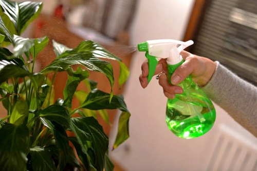 bi-quyet-cham-soc-cay-canh-sau-tet-cho-cay-tuoi-tot-khoe-manh-2 Bi-quyet-cham-soc-cay-canh-sau-tet-cho-cay-tuoi-tot-khoe-manh-2.jpg