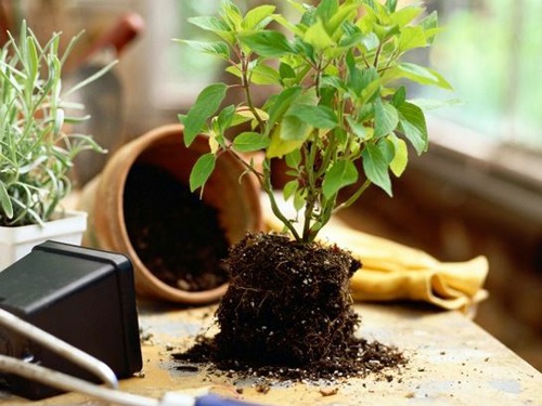 bi-quyet-cham-soc-cay-canh-sau-tet-cho-cay-tuoi-tot-khoe-manh-4 Bi-quyet-cham-soc-cay-canh-sau-tet-cho-cay-tuoi-tot-khoe-manh-4.jpg