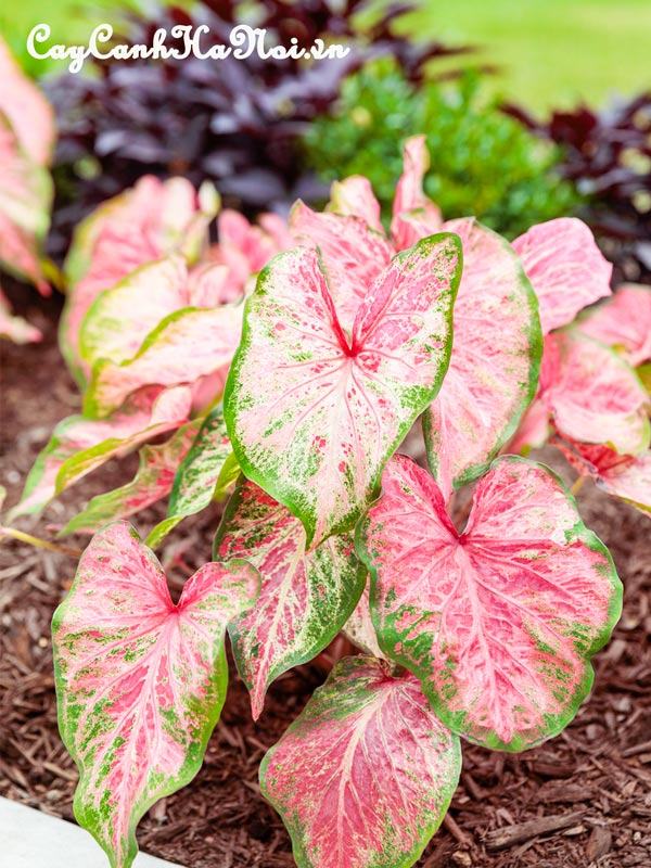 Blushing Bride Caladium