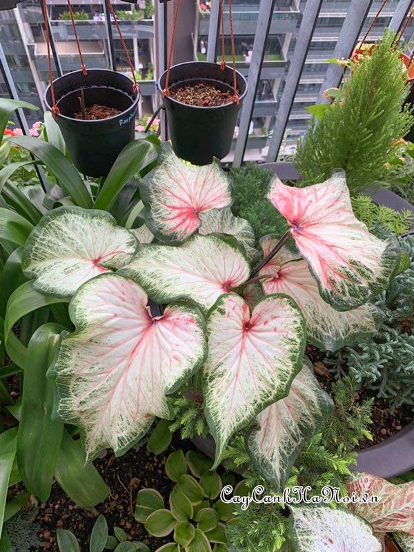 Bold N’ Beautiful Caladium