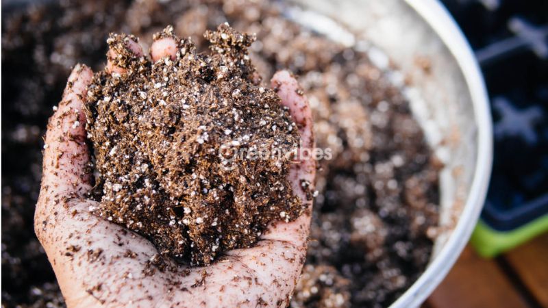 bon-phan-cho-mai-sau-tet-2 Thay đất trồng mai sau Tết