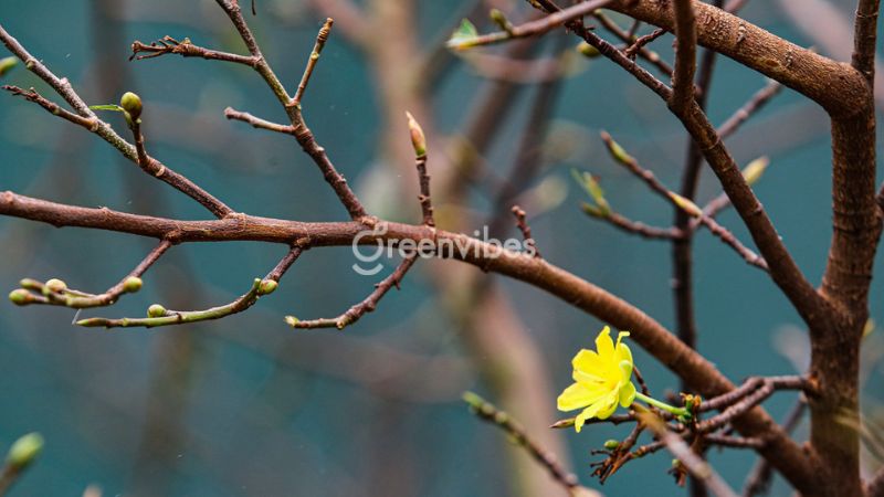 bon-phan-cho-mai-sau-tet-3 Bón phân cho mai sau Tết vào tháng 5, 6 để cây kết nụ tốt hơn