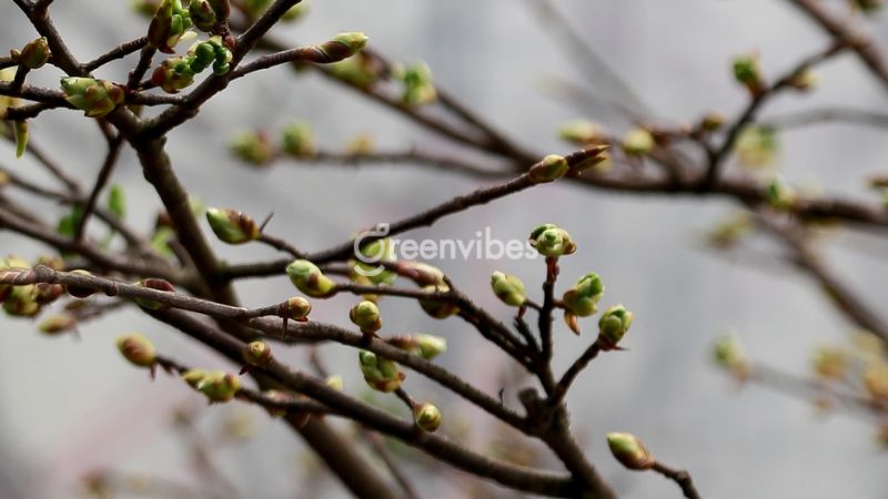 bon-phan-cho-mai-sau-tet-4 Bón phân cho mai sau Tết - Tháng 11, tháng 12 âm lịch