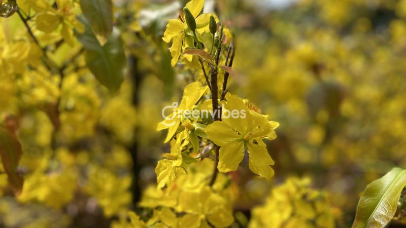 bon-phan-cho-mai-sau-tet-5 Những điều cần lưu ý khi chăm mai sau Tết